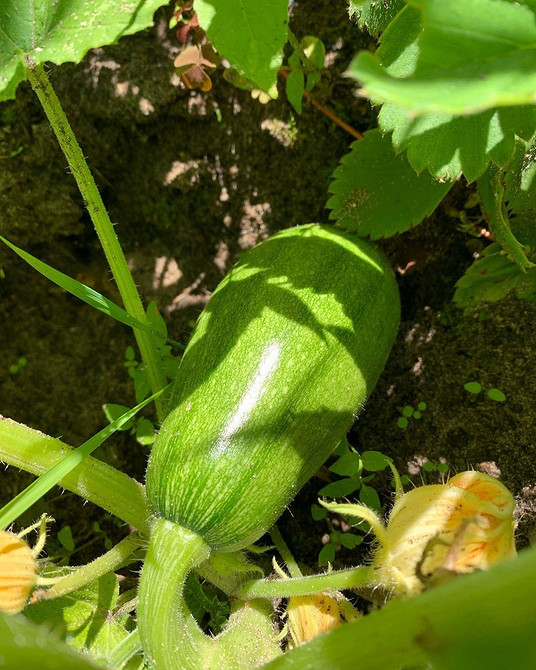 Gnijący kabaczek w gruncie: przyczyny, zapobieganie i sposoby radzenia sobie z problemem.