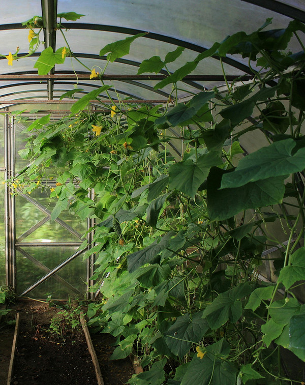 Przyczyny gorzkich ogórków: niewłaściwa pielęgnacja i sposoby rozwiązania problemu w 2026.