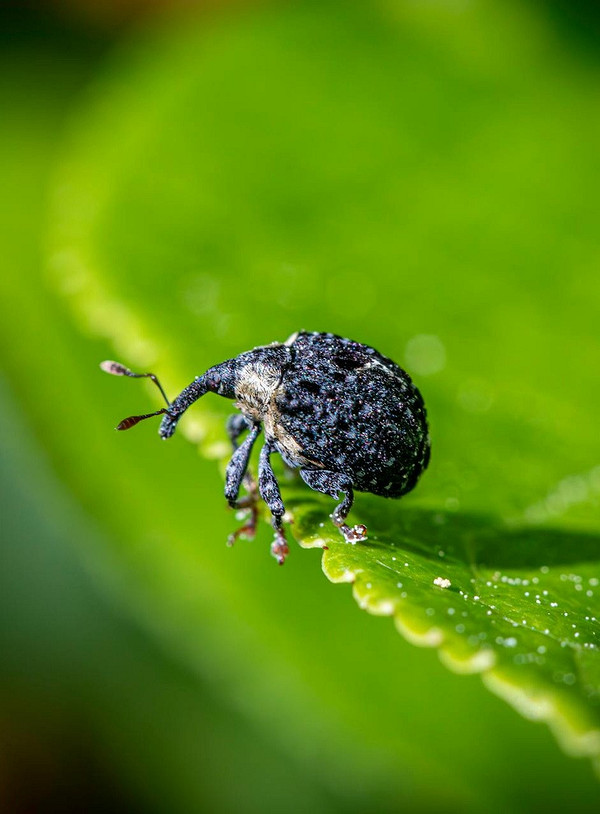 Choroby ogórków: ochrona roślin przed chorobami wpływającymi na smak owoców w 2026.