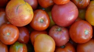 Pękające pomidory? Sprawdzone sposoby na udane zbiory w 2026! — Pękanie pomidorów przyczyny 2026