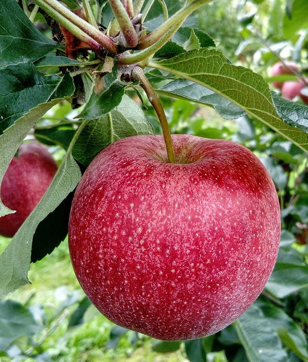 Sadzenie jabłoni jesienią Młoda jabłoń w dołku sadzeniowym, przygotowanie do zimy i pielęgnacja, ochrona przed mrozem 2026.