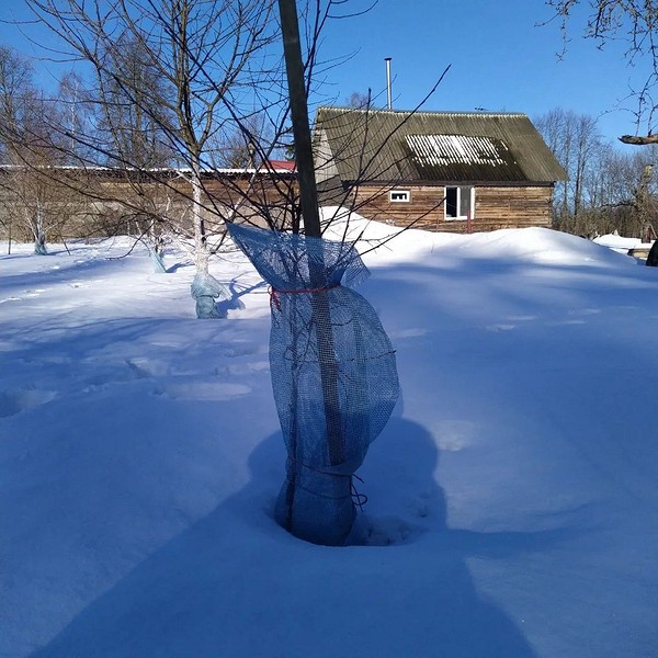 Jesienne nawożenie gleby pod jabłonie w 2026 roku: zapewnienie sadzonkom niezbędnych składników odżywczych.