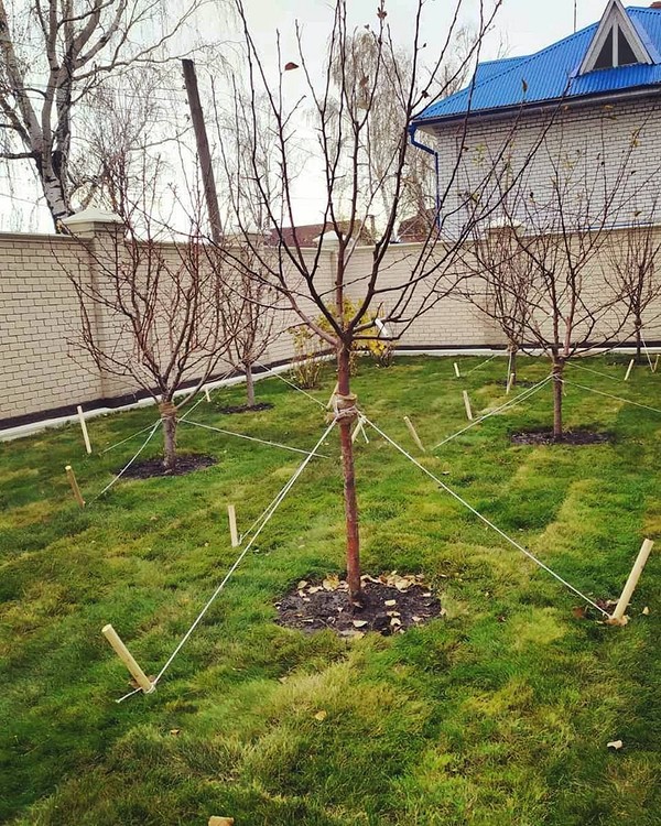 Drenaż gleby pod jabłonie: zapobieganie gniciu korzeni podczas jesiennego sadzenia.