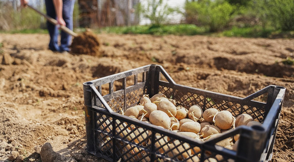 Kiedy sadzić ziemniaki? Sadzenie ziemniaków w kwietniu 2026: wybór najlepszego czasu i kalendarz księżycowy dla obfitych plonów.