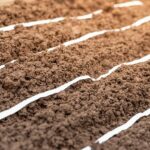 Marchew 2026: Siew na papierze – oszczędź czas i ciesz się plonem!