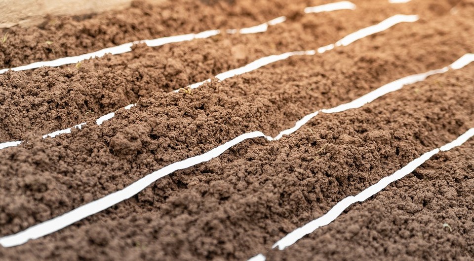 Marchew: siew na papierze Siew marchwi na papierze toaletowym: oszczędność czasu i równomierne wschody w 2026