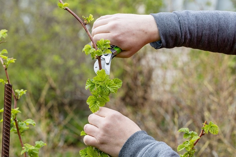 Przygotowanie gleby na zimę Przygotowanie grządek do zimy 2026: przekopywanie ziemi i stosowanie nawozów organicznych jesienią.