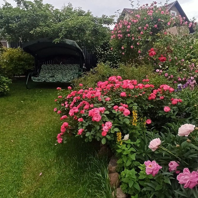 Róże w Donicach Kompaktowe róże Floribunda idealne do uprawy w donicach na balkonie.