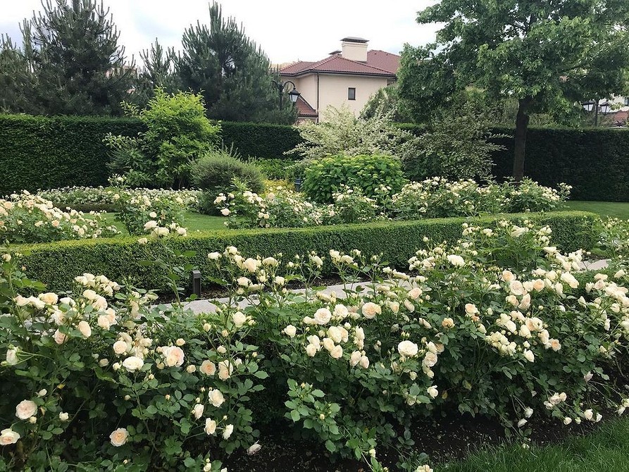 Odcienie Róż Floribunda Inspirujące zdjęcia kwitnących róż Floribunda w różnych odcieniach.