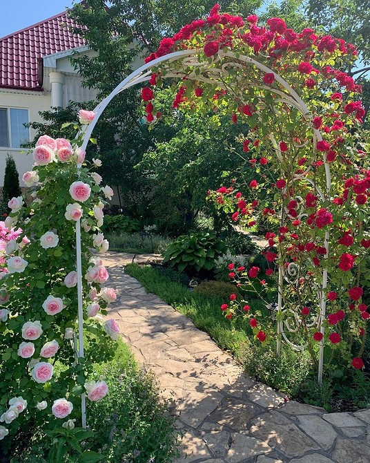 Pnące Róże Floribunda Róże Floribunda jako ozdoba ściany domu: pionowe nasadzenia.