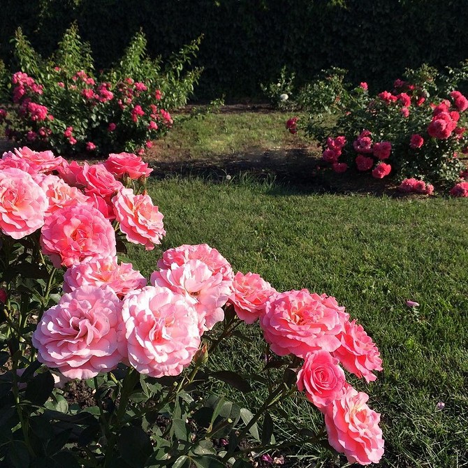 Kolorowa Rabata Kwitnące rabaty róż Floribunda w różnych kolorach tworzą harmonię.