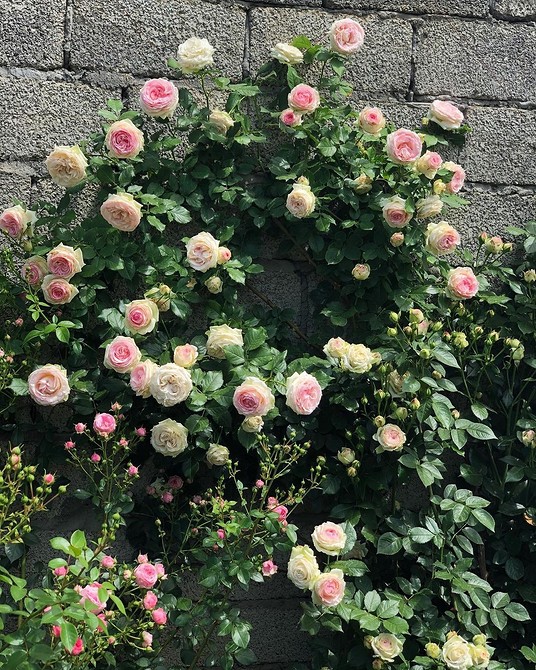 Różany Żywopłot Gęsto kwitnące róże Floribunda, idealne na żywopłoty różane w ogrodzie.