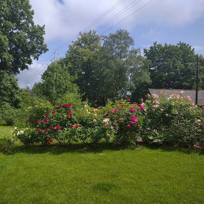 Biała Elegancja Białe róże Floribunda: symbol czystości i elegancji w ogrodzie.