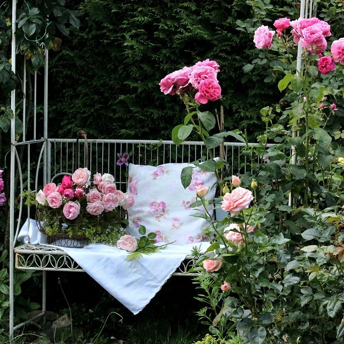 Różowy Akcent w Ogrodzie Intensywny różowy kolor róż Floribunda, mocny akcent w ogrodzie.