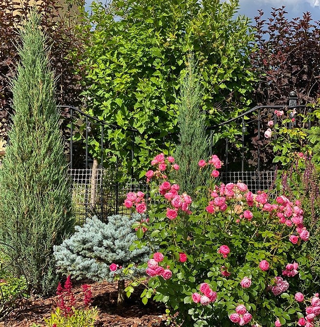 Róże i Iglaki Eleganckie połączenie róż Floribunda z roślinami iglastymi w ogrodzie.