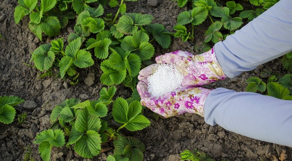 Różne rodzaje saletry do ogrodu: amonowa, wapniowa i potasowa. Przegląd na 2026.