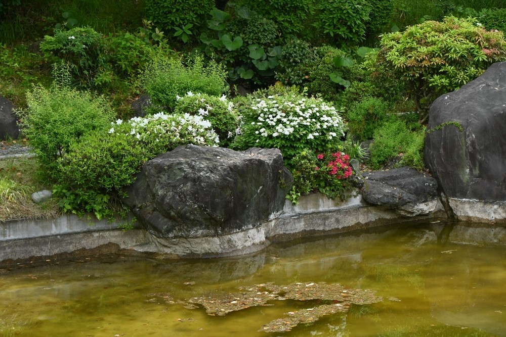 Tawuła w kompozycji ogrodowej: udane połączenie z innymi roślinami