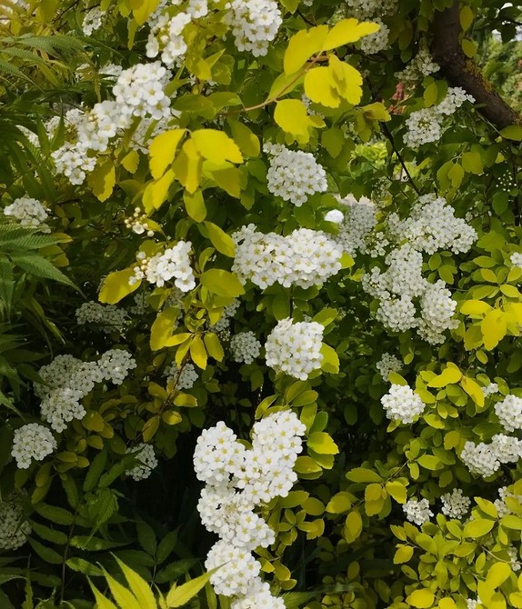 Różne warianty wykorzystania spirei w projektowaniu krajobrazu: inspirujące pomysły na aranżacje.