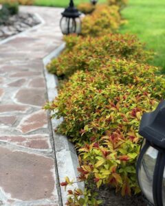 Spirea 2026: Pomysły i aranżacje z tawułą dla Twojego ogrodu — Spirea do żywopłotu