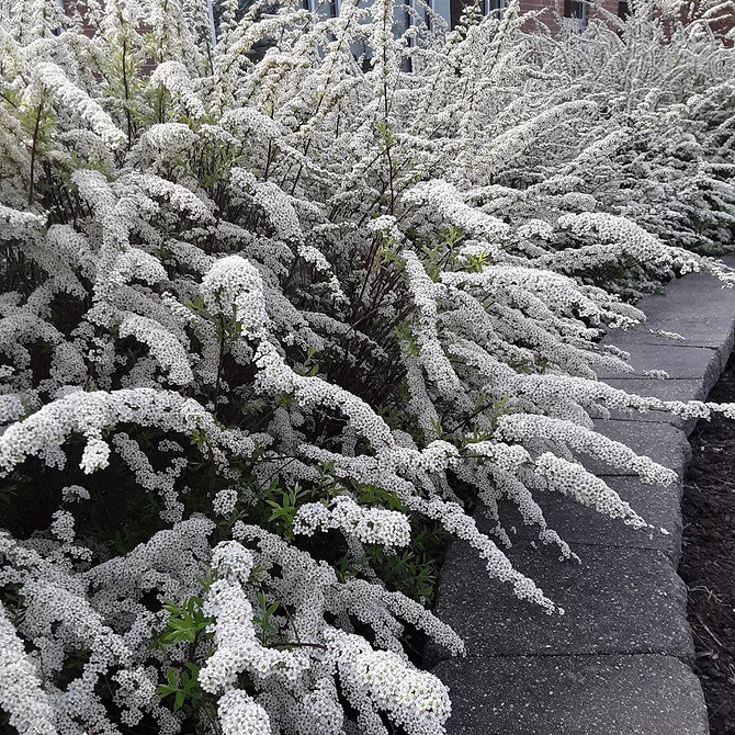Tawuła w ogrodzie skalnym: idealne kompozycje na skalniak w 2026 roku.