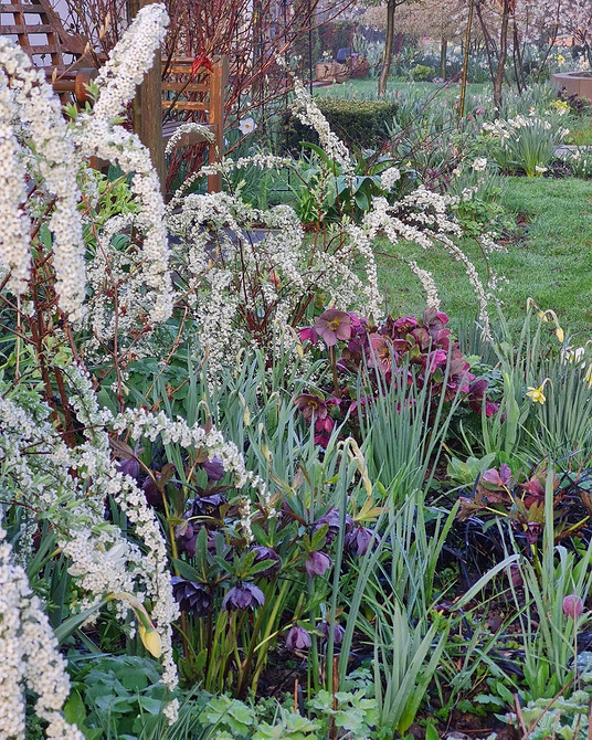 Projekt ogrodu z tawułą: wybór odmiany, sadzenie i kompozycje roślinne w 2026.