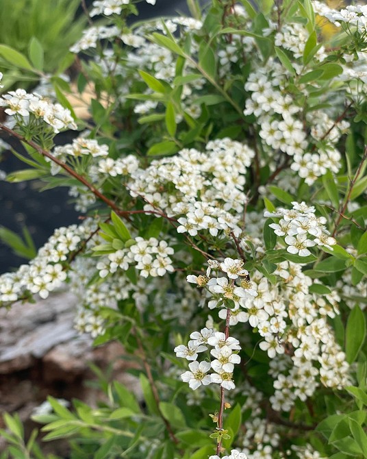 Bujna spirea w ogrodzie: sekrety uprawy dla obfitego kwitnienia krzewu.