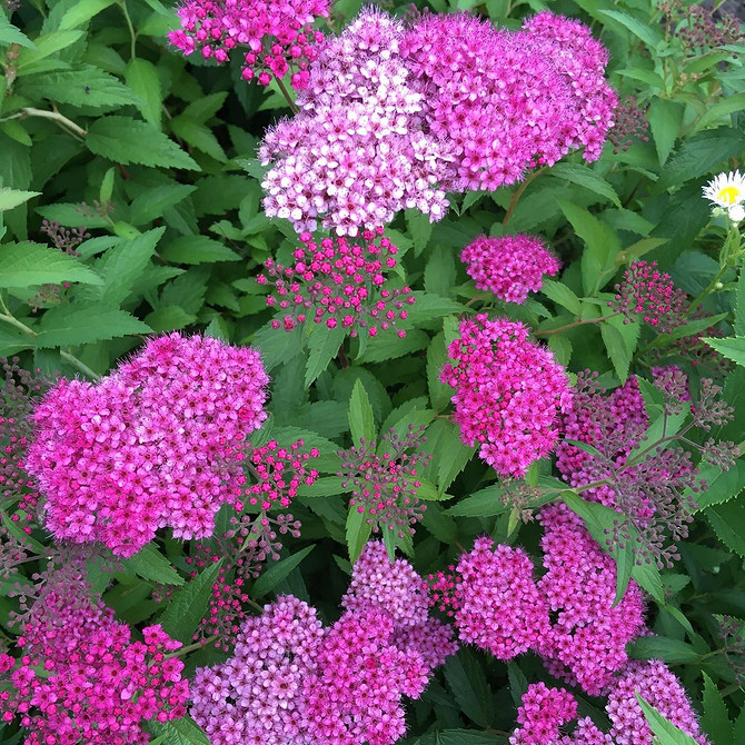 Spirea: sadzenie i pielęgnacja kwitnących krzewów na żywopłot i rabaty.