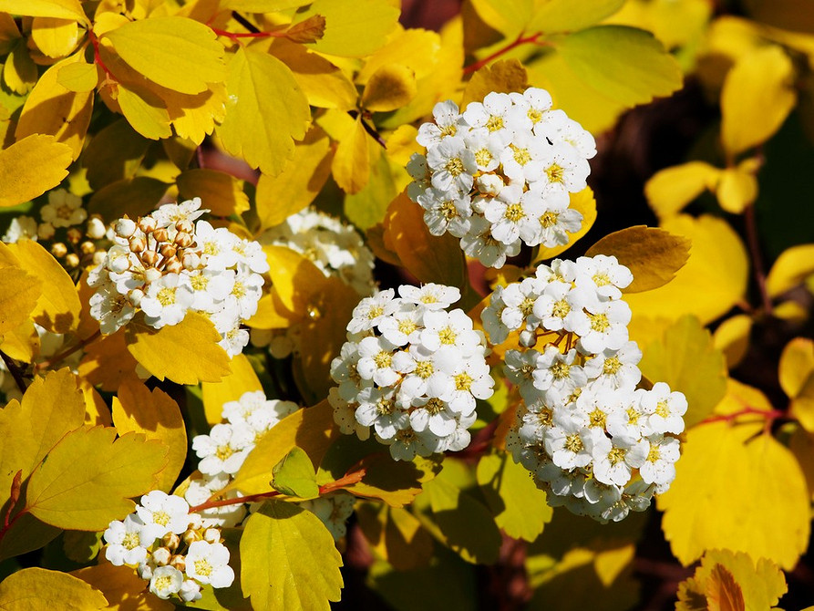 Sadzenie spirei: krok po kroku instrukcja prawidłowego sadzenia krzewu w ogrodzie.