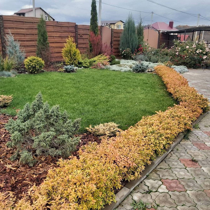 Tawuła jako tło dla kwiatów: idealne połączenie kolorów w ogrodzie.