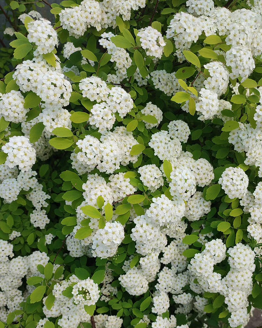 Spirea na żywopłot w 2026 roku: planowanie i przygotowanie podłoża, nawożenie.