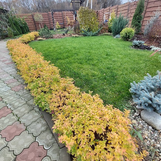 Jak sadzić spireę wiosną: porady dotyczące wyboru miejsca i przygotowania gleby.