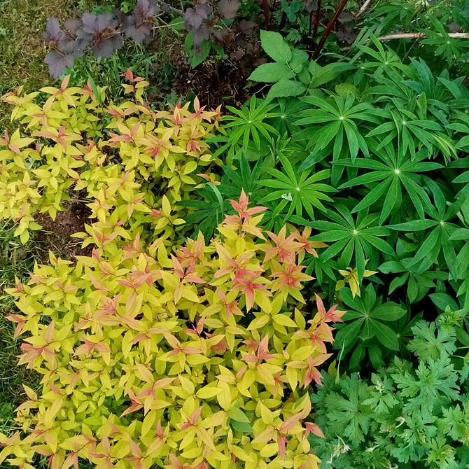 Tawuła w ogrodzie: pomysł na aranżację rabaty w 2026 roku