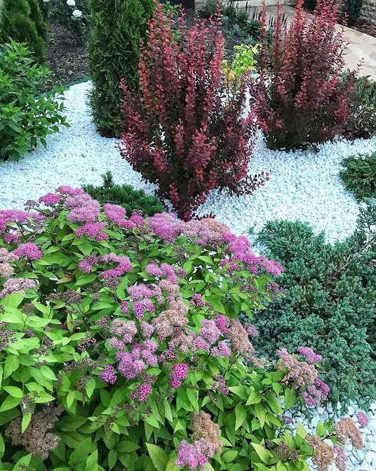 Kwitnący żywopłot z tawuły: harmonijne połączenie kolorów i kształtów w ogrodzie