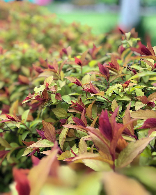 Spirea w krajobrazie: piękne krzewy do tworzenia żywopłotu.