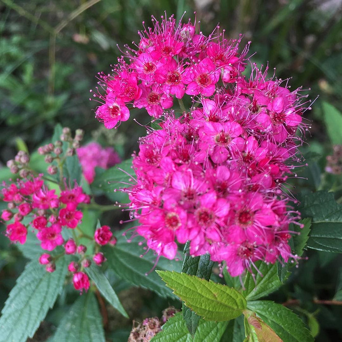 Spirea: efektowne kompozycje w krajobrazie z różnymi odmianami.