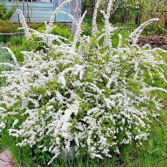 Dekoracyjne krzewy spirei idealne na żywopłot i do ozdoby ogrodu.