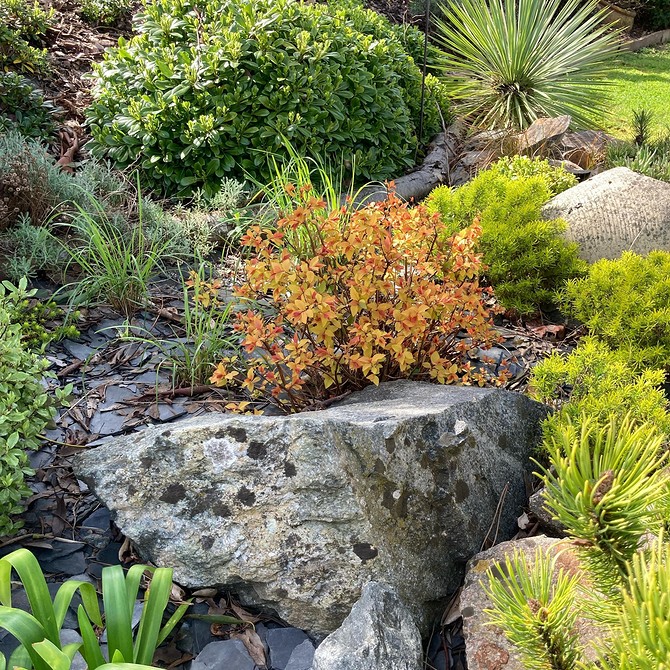 Niskie odmiany tawuły: idealne rozwiązanie do skalniaka w małym ogrodzie