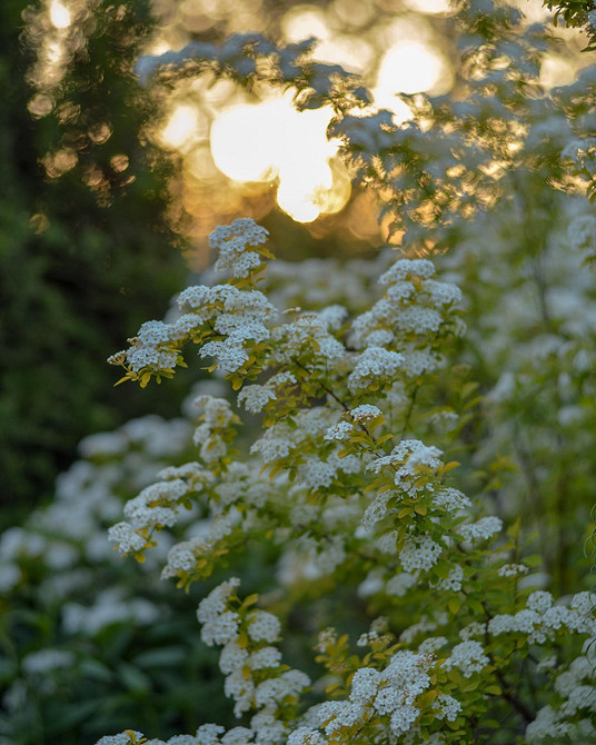 Kwitnące krzewy spirei różnych odmian: wybór idealnej spirei do Twojego ogrodu.