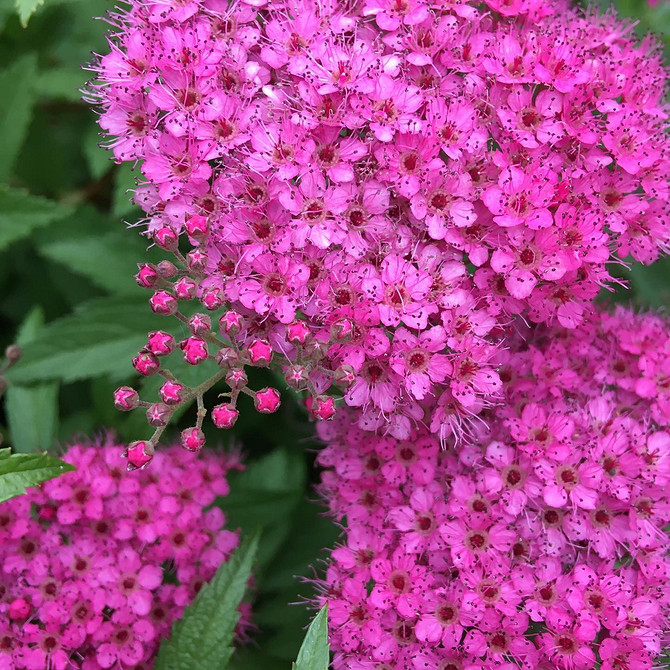 Spirea: żółte liście, możliwe przyczyny i sposoby rozwiązania problemu jesienią.