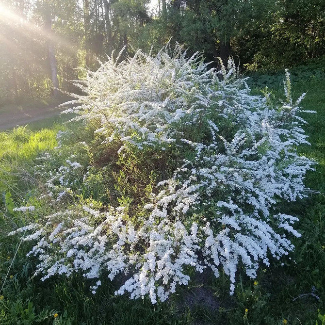 Tawlina na skalniaku Kamienisty ogród z tawliną: niskie odmiany do skalniaków, harmonia z kamieniami.