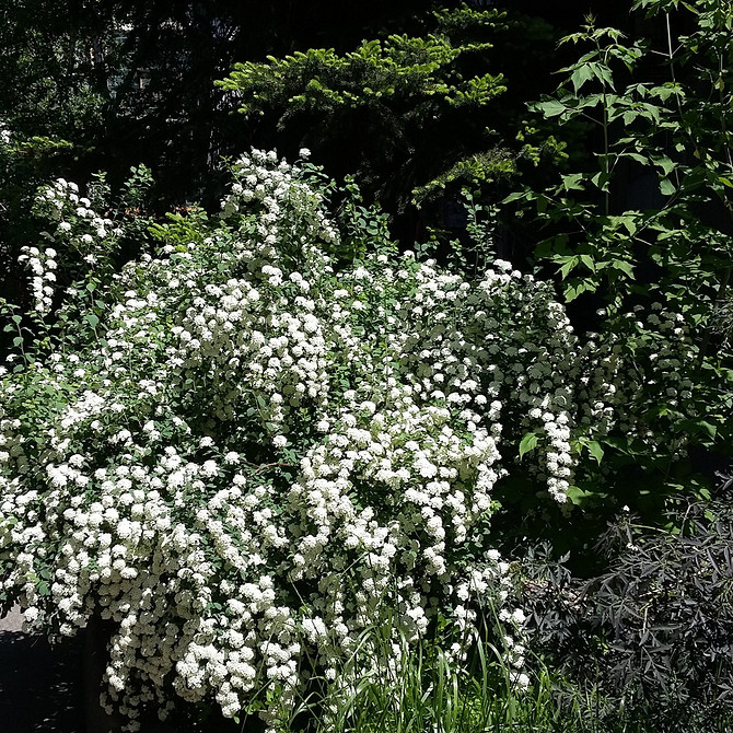 Kwitnąca spirea: wybór odmiany, sadzenie i pielęgnacja krzewu w ogrodzie.