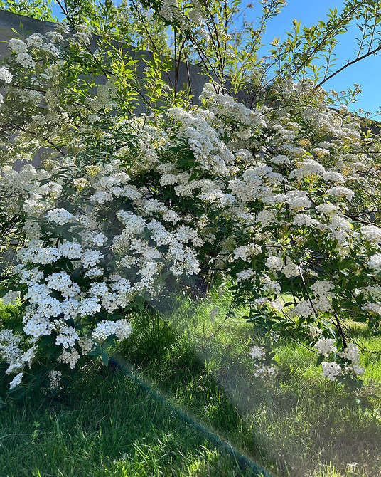 Spirea w ogrodzie: warianty wykorzystania, sadzenie i kompozycje z innymi roślinami.