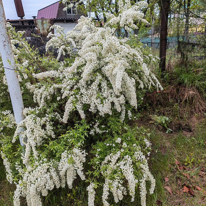 Spirea złote liście: przyczyny i sposoby rozwiązania problemu żółknięcia liści.