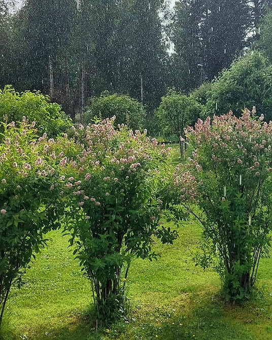 Gęsty żywopłot z tawliny Tawlina na żywopłot: tworzenie gęstego i pięknego żywopłotu na działce.