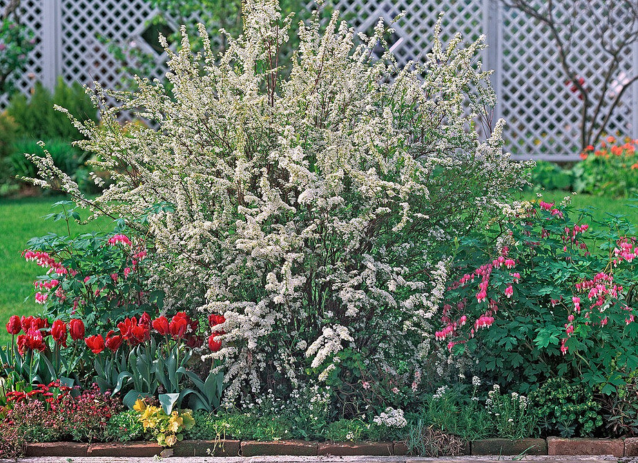 Tawuła w ogrodzie: najlepsze odmiany i porady dotyczące sadzenia w 2026 roku.