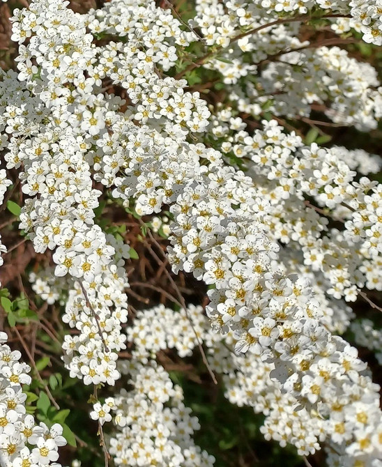 Spirea w projektowaniu krajobrazu: wybór odmiany, sadzenie i kompozycje z innymi roślinami.
