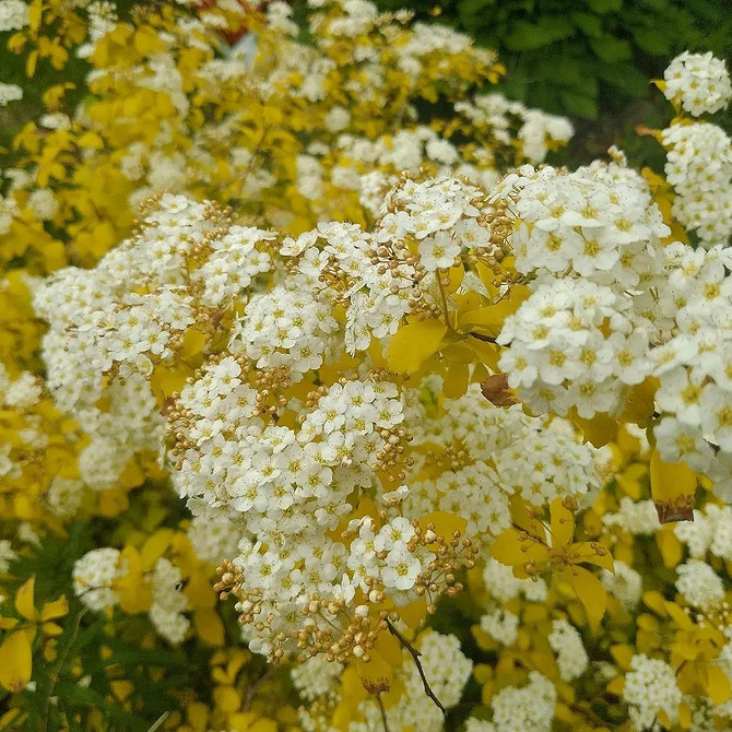 Piękny, kwitnący krzew spirei: odpowiednie miejsce, podlewanie i nawożenie dla obfitego kwitnienia.