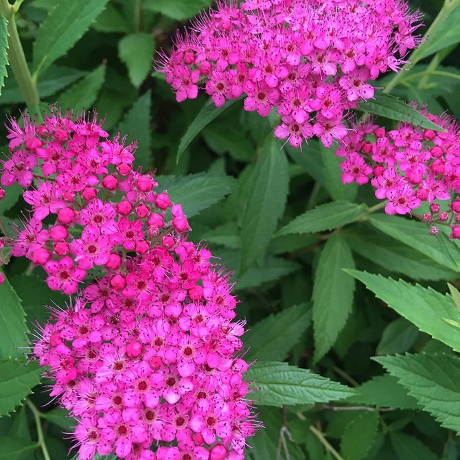Spirea: jak prawidłowo wybrać miejsce do sadzenia i zapewnić pielęgnację.