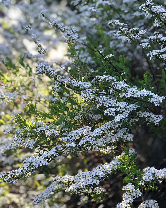 Spirea w krajobrazie: wybór odmiany, miejsce sadzenia i kompozycje z innymi roślinami.
