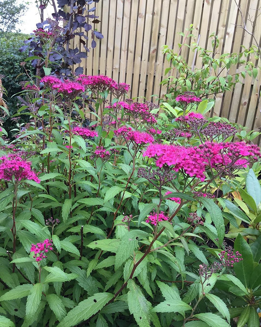 Zdjęcia tawuły w ogrodzie: inspiracje i pomysły na aranżacje ogrodowe w 2026.